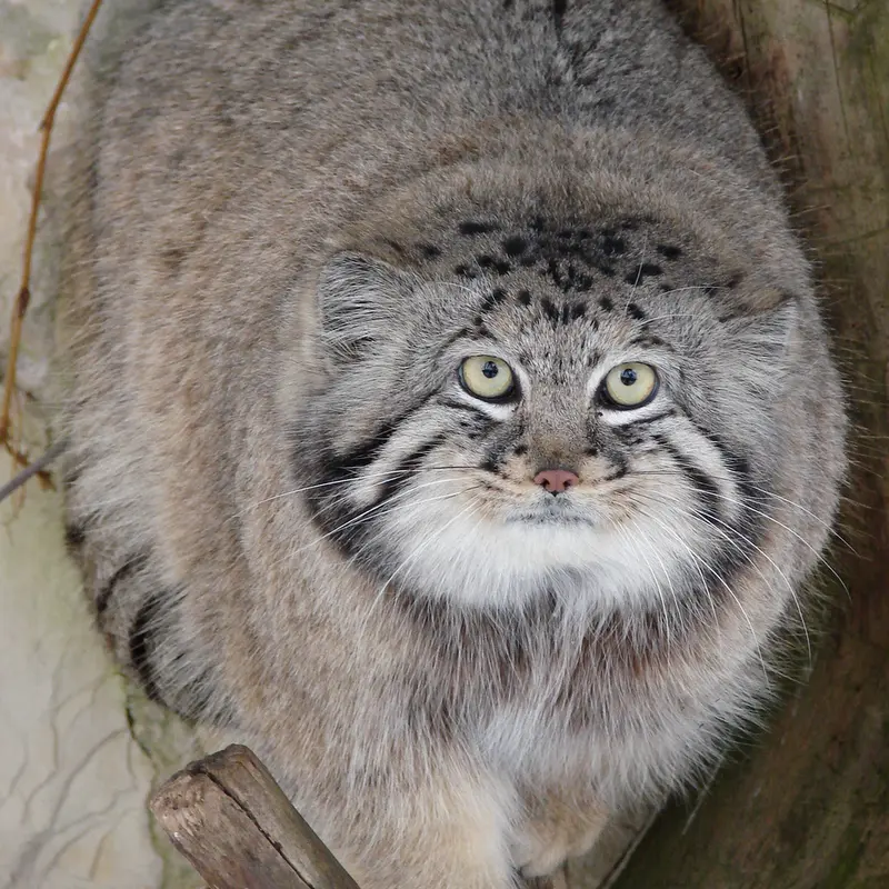 A photograph of Hurst in Riga Zoo