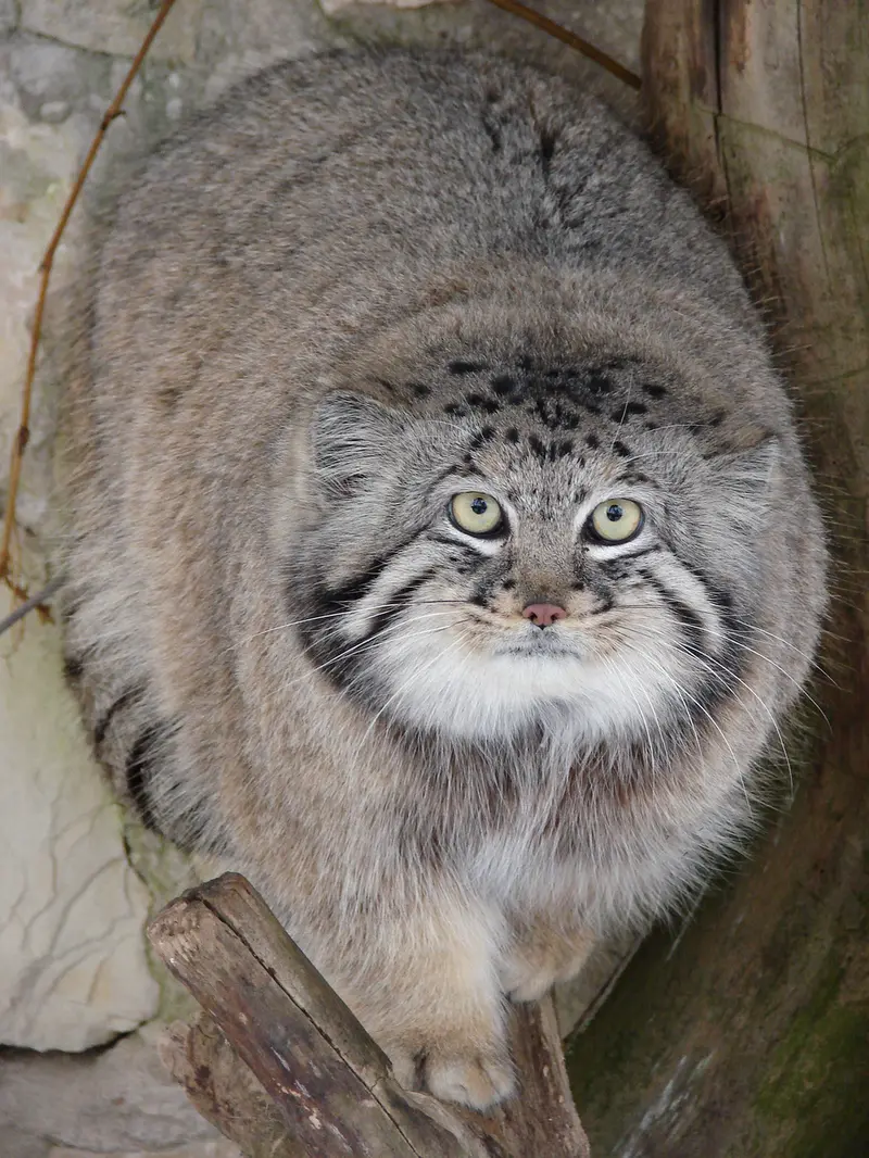 A photograph of Hurst in Riga Zoo