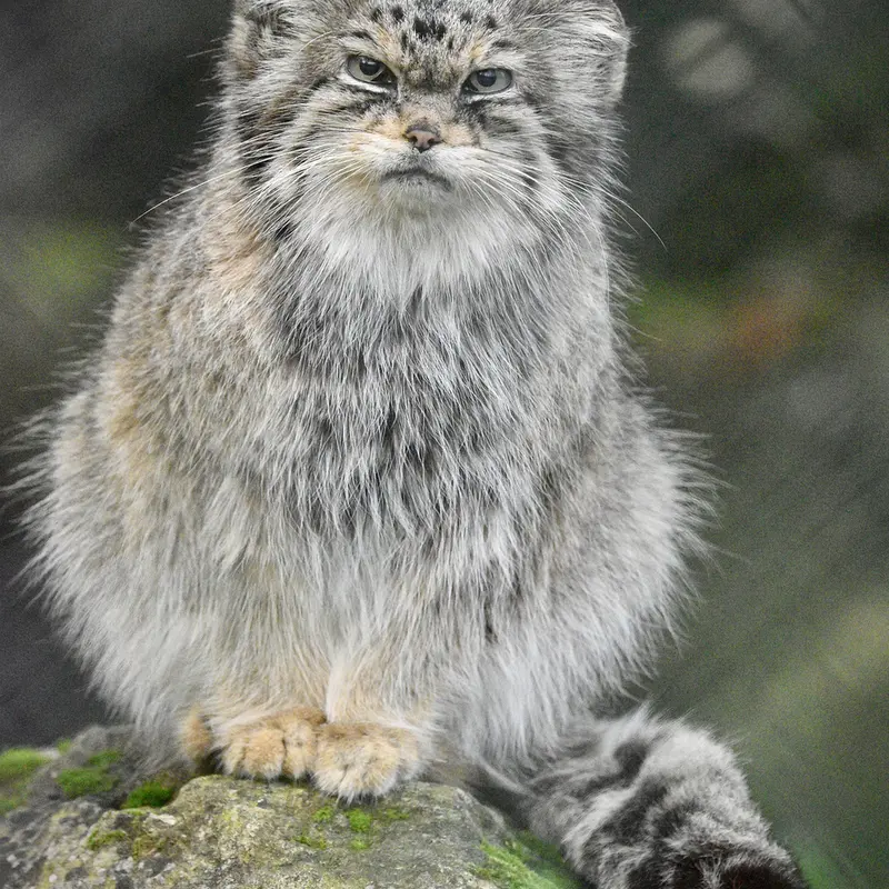 A photograph of Jochi in Howletts Wild Animal Park