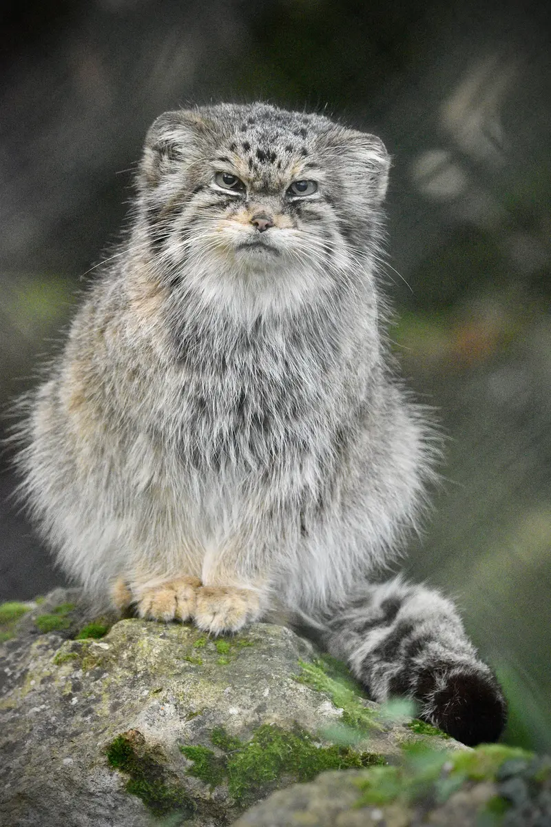 A photograph of Jochi in Howletts Wild Animal Park