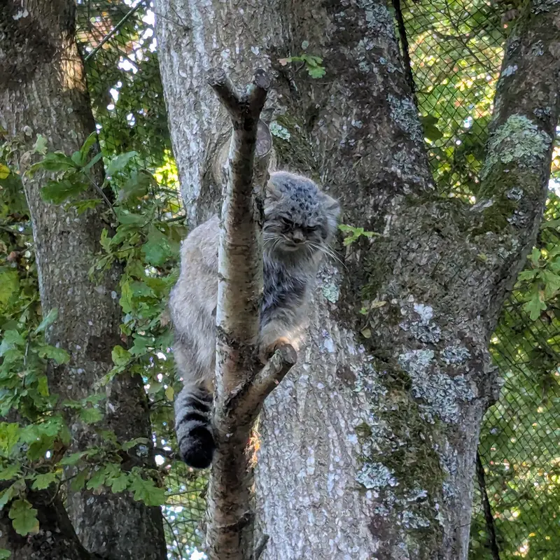 A photograph of Ewok in Tregomeur Zoo
