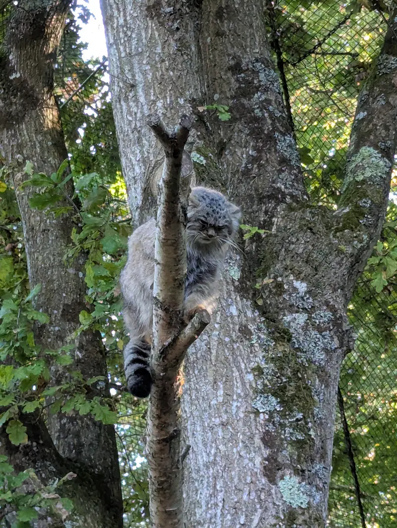 A photograph of Ewok in Tregomeur Zoo