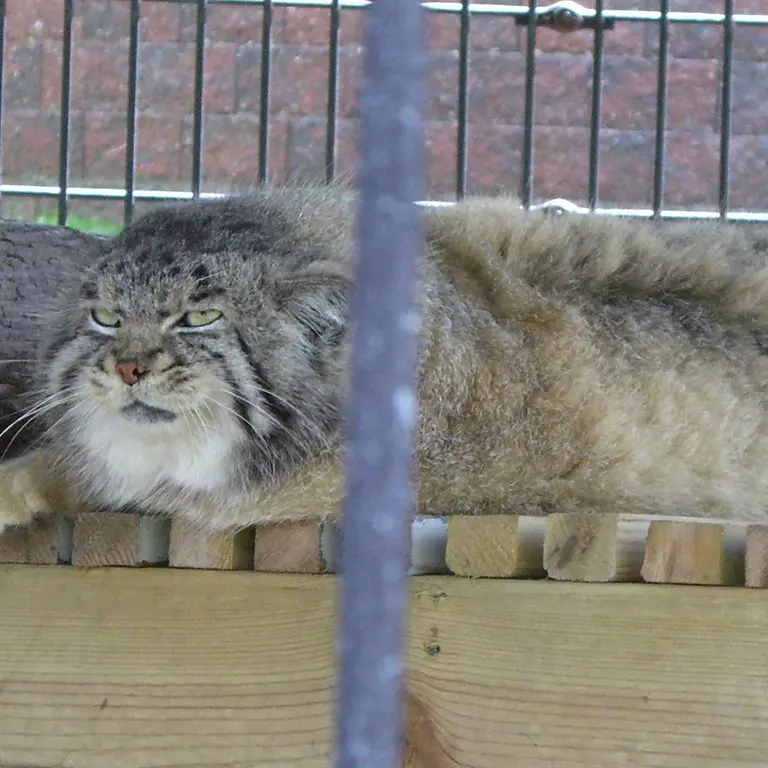 A photograph of a Pallas's cat in Potter Park Zoo