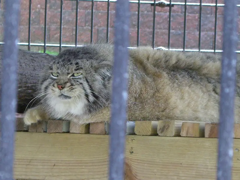 A photograph of a Pallas's cat in Potter Park Zoo