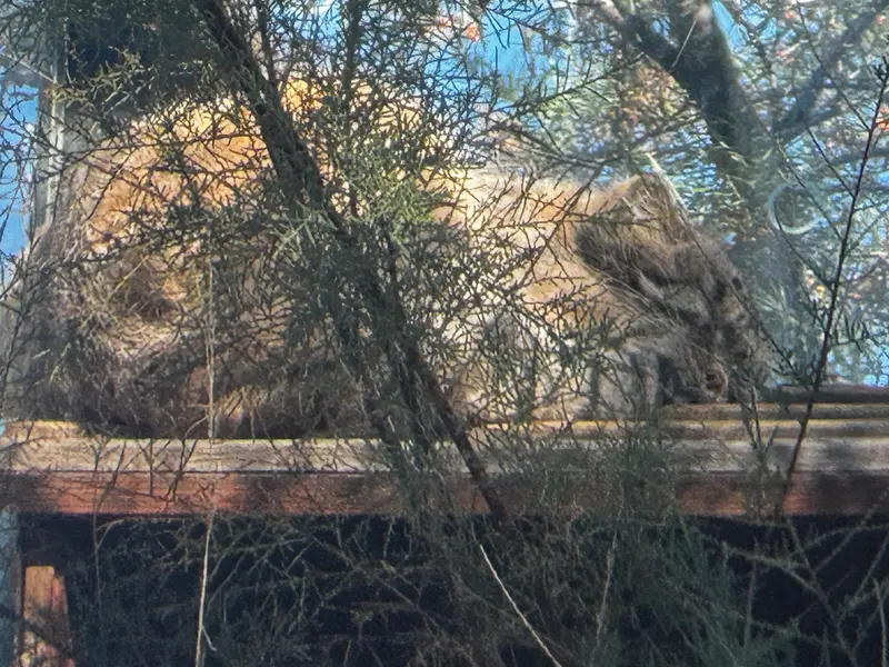 A photograph of Spay in Prague Zoo