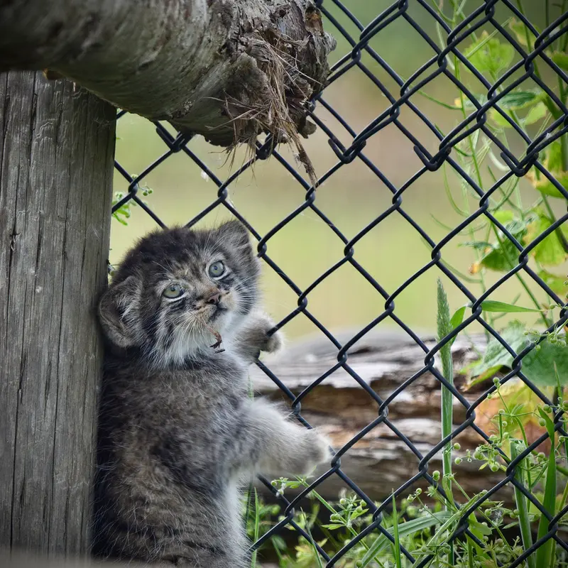 A photograph of a Pallas's cat in Port Lympne Wild Animal Park