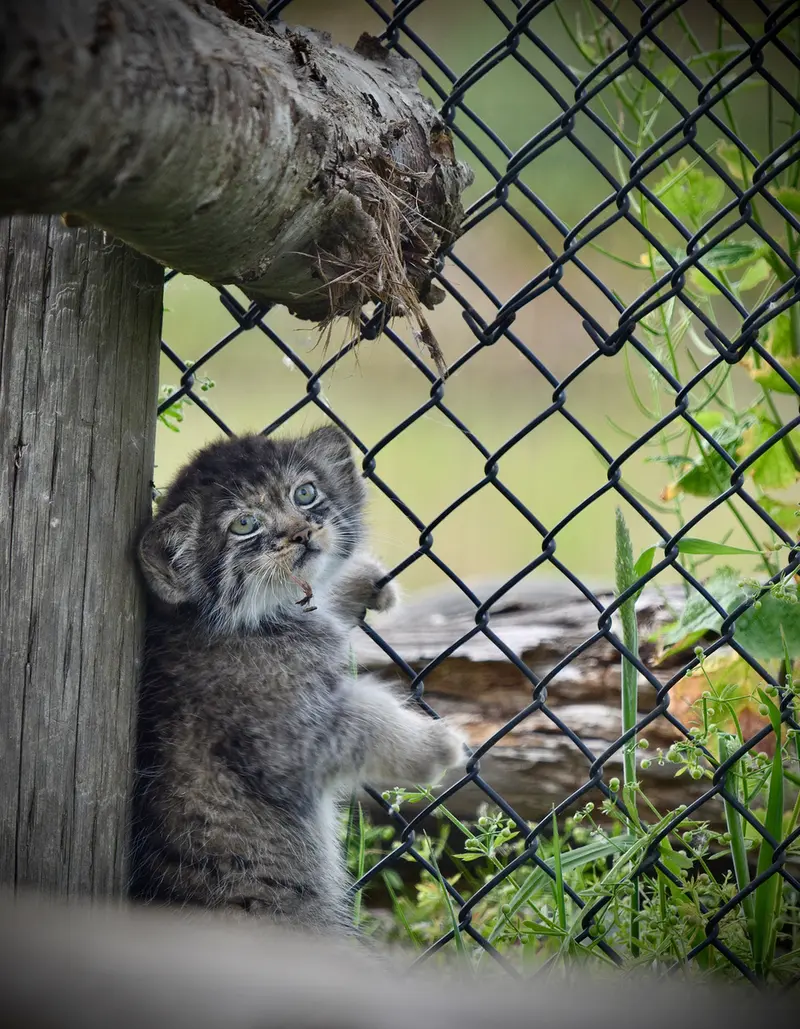 A photograph of a Pallas's cat in Port Lympne Wild Animal Park