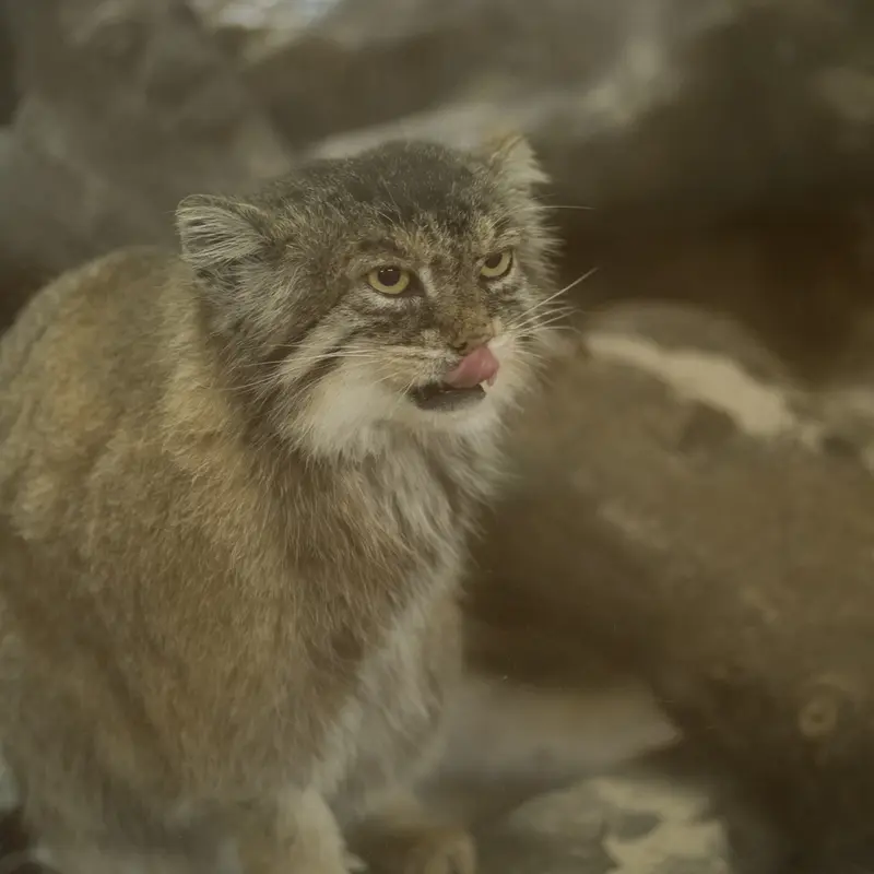 A photograph of Primula in Ueno Zoological Gardens