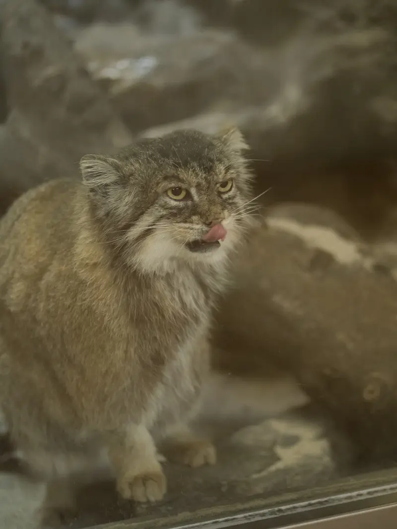 A photograph of Primula in Ueno Zoological Gardens