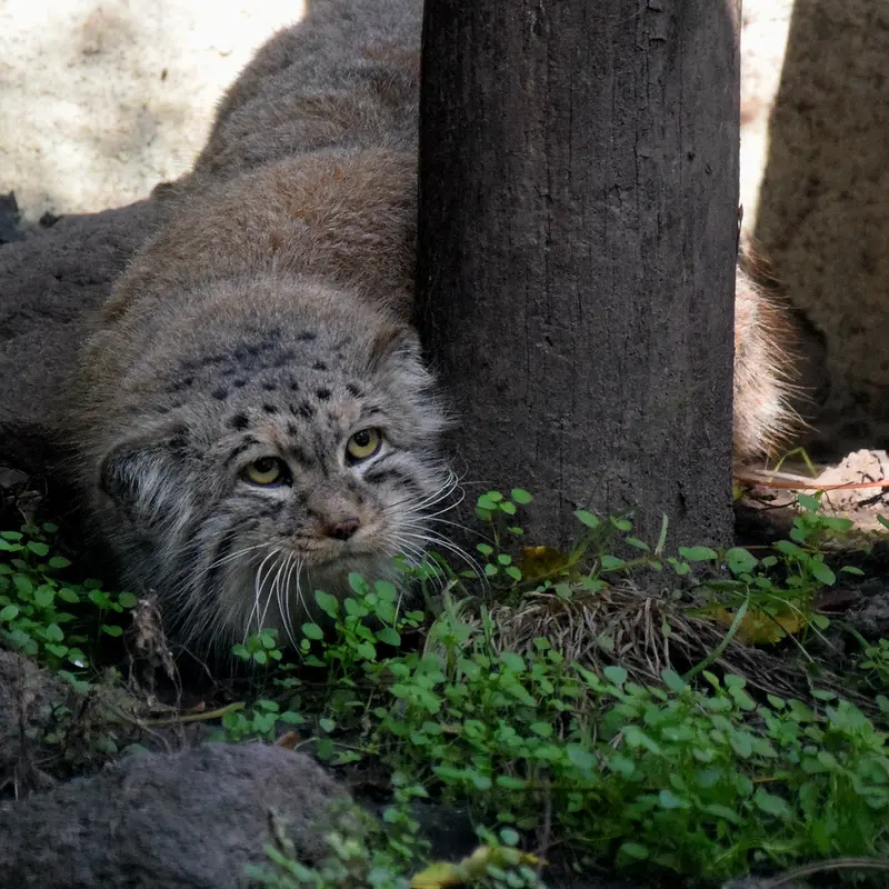 A photograph of Bohus in Budapest Zoo & Botanical Garden
