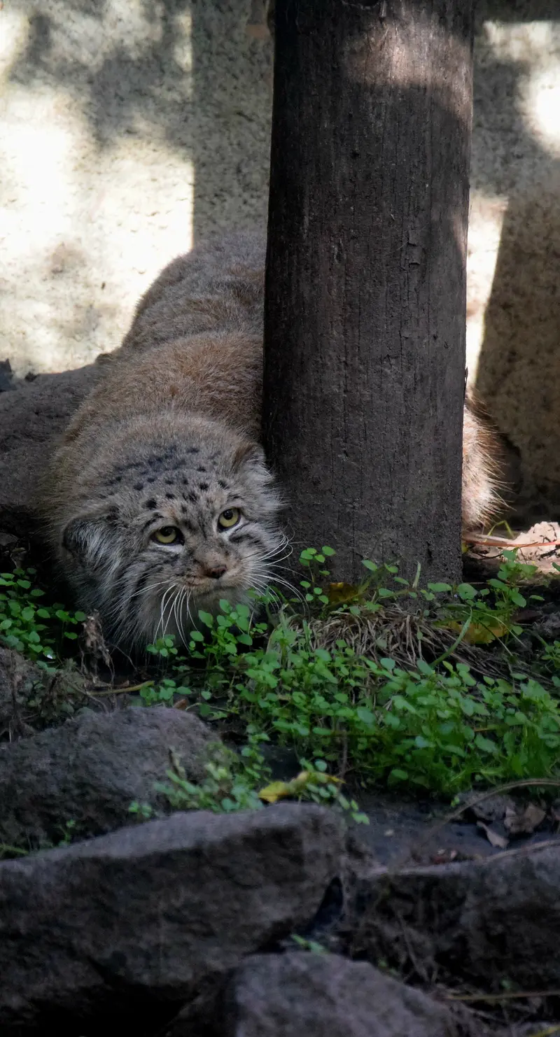 A photograph of Bohus in Budapest Zoo & Botanical Garden