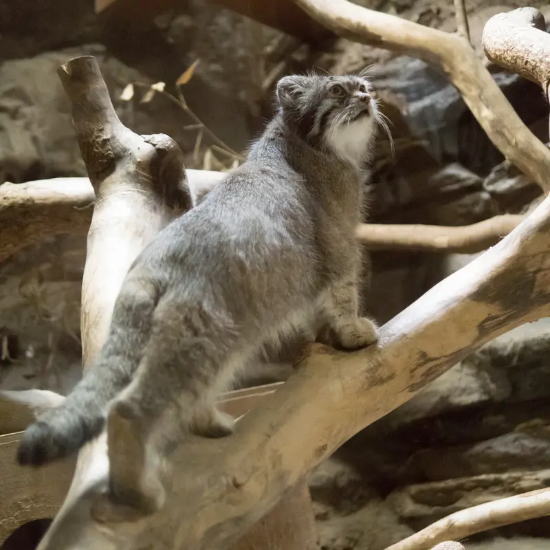 A photograph of Klyon in Ueno Zoological Gardens