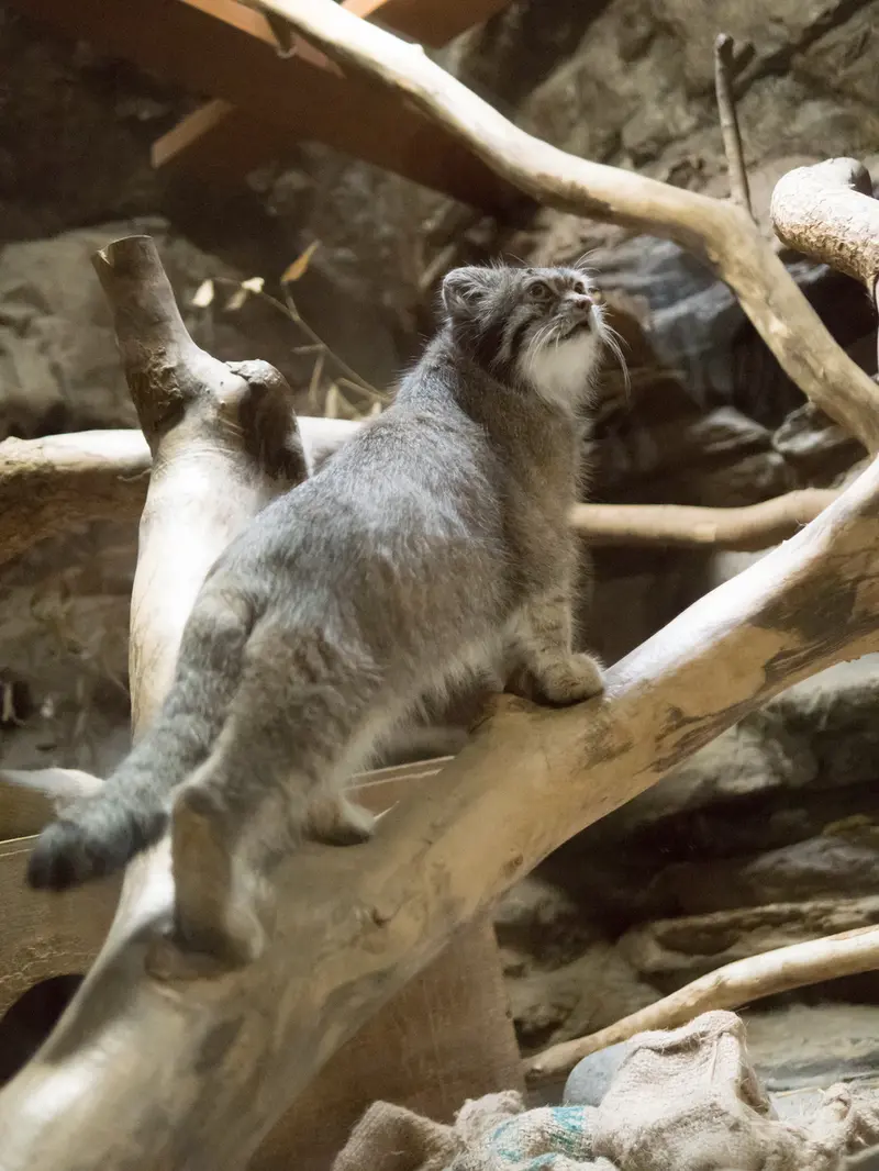 A photograph of Klyon in Ueno Zoological Gardens