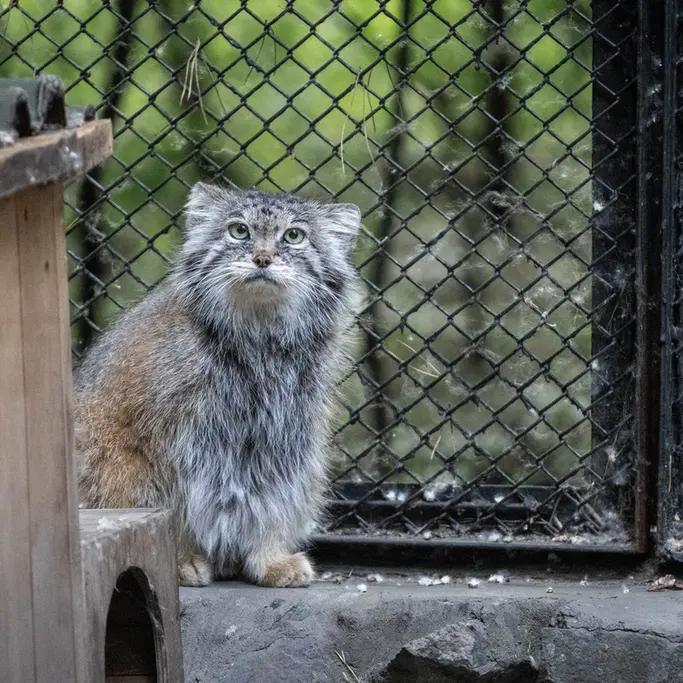 A photograph of Lastochka in Novosibirsk Zoo