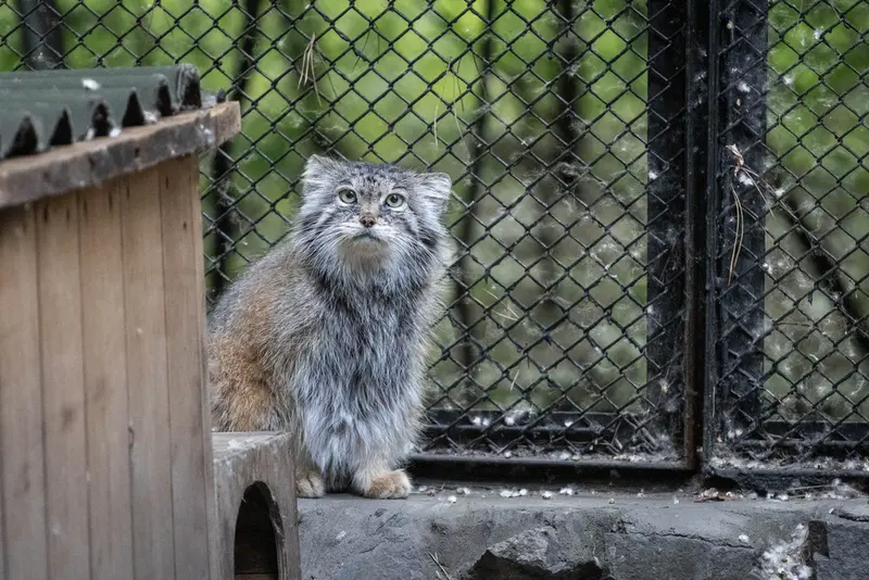 A photograph of Lastochka in Novosibirsk Zoo