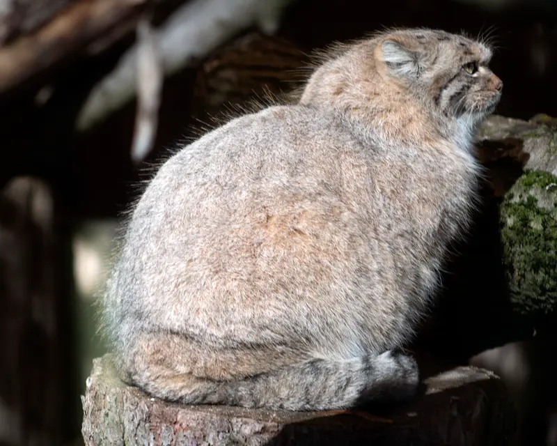 A photograph of Melissa in Lithuanian Zoo