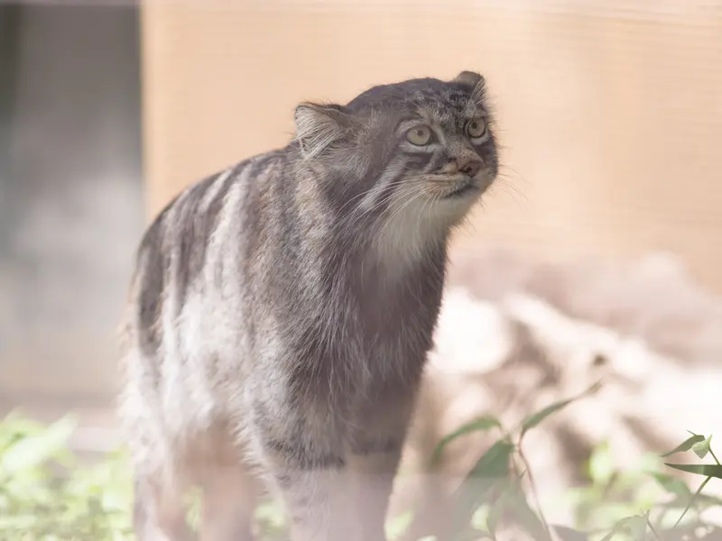 A photograph of Hide in Asahiyama Zoo