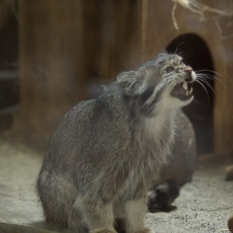 A photograph of Klyon in Ueno Zoological Gardens