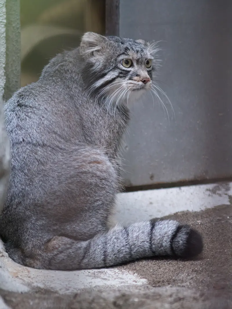 A photograph of Figa in Nogeyama Zoo