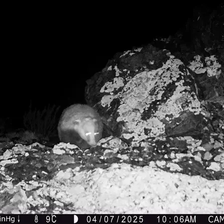 A photograph of Asian badger from Zhilandy camera trap