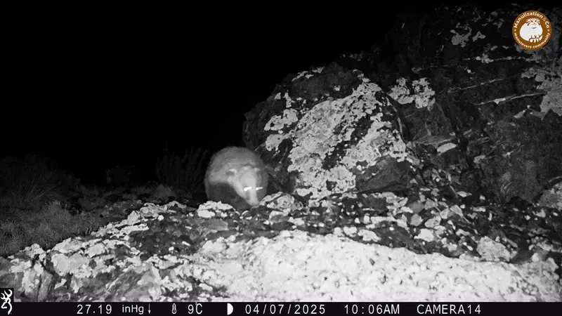 A photograph of Asian badger from Zhilandy camera trap