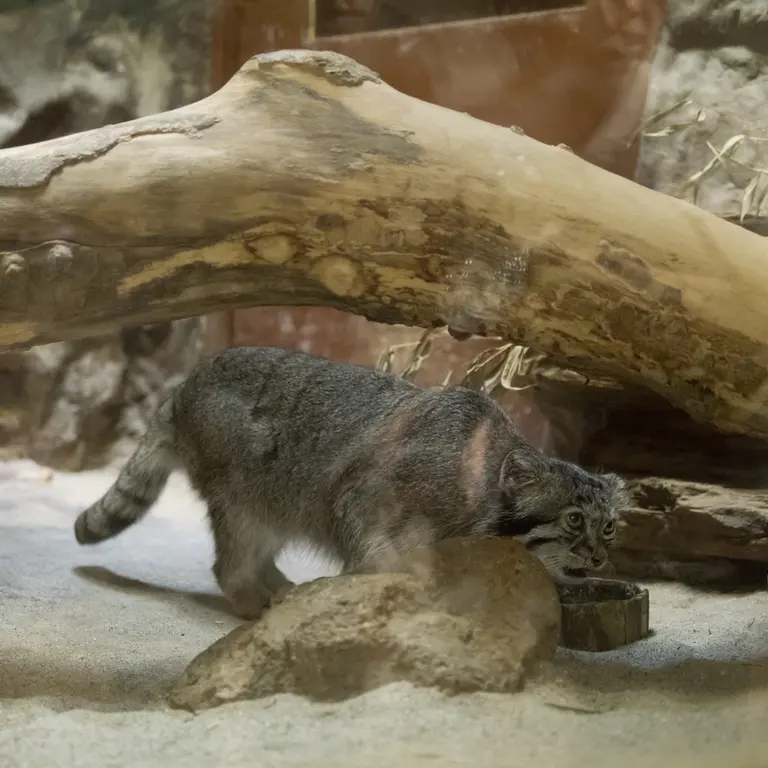 A photograph of Klyon in Ueno Zoological Gardens