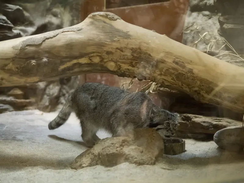 A photograph of Klyon in Ueno Zoological Gardens