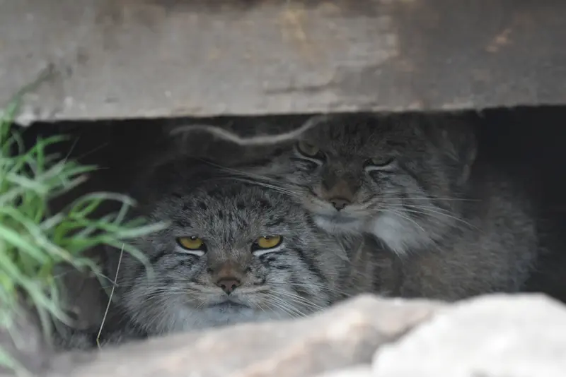 A photograph of a Pallas's cat in The Lakeland Wildlife Oasis
