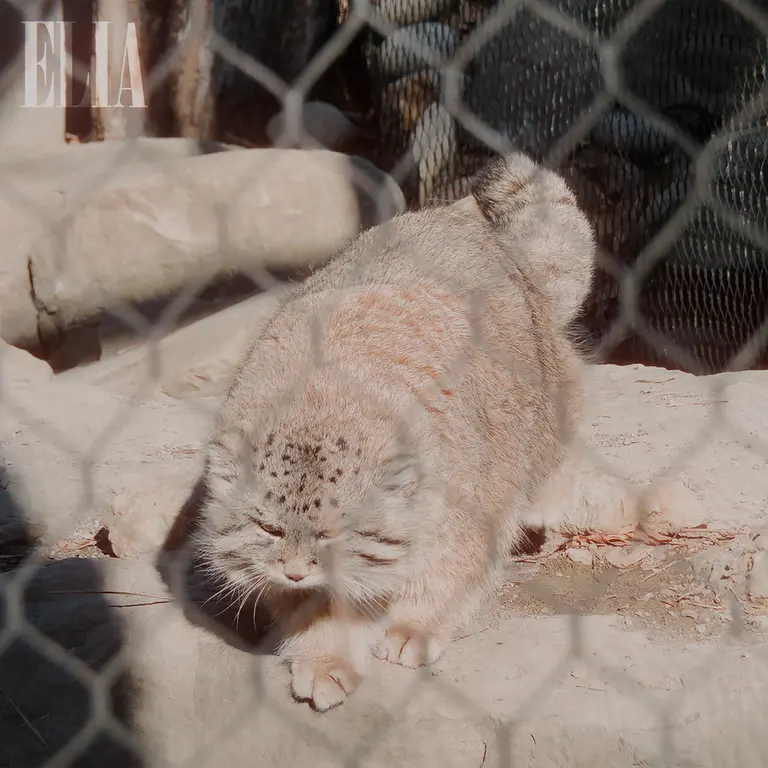 A photograph of Olaf in Calgary Zoo / Wilder Institute