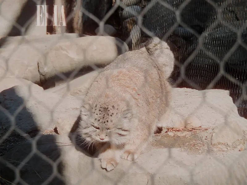 A photograph of Olaf in Calgary Zoo / Wilder Institute
