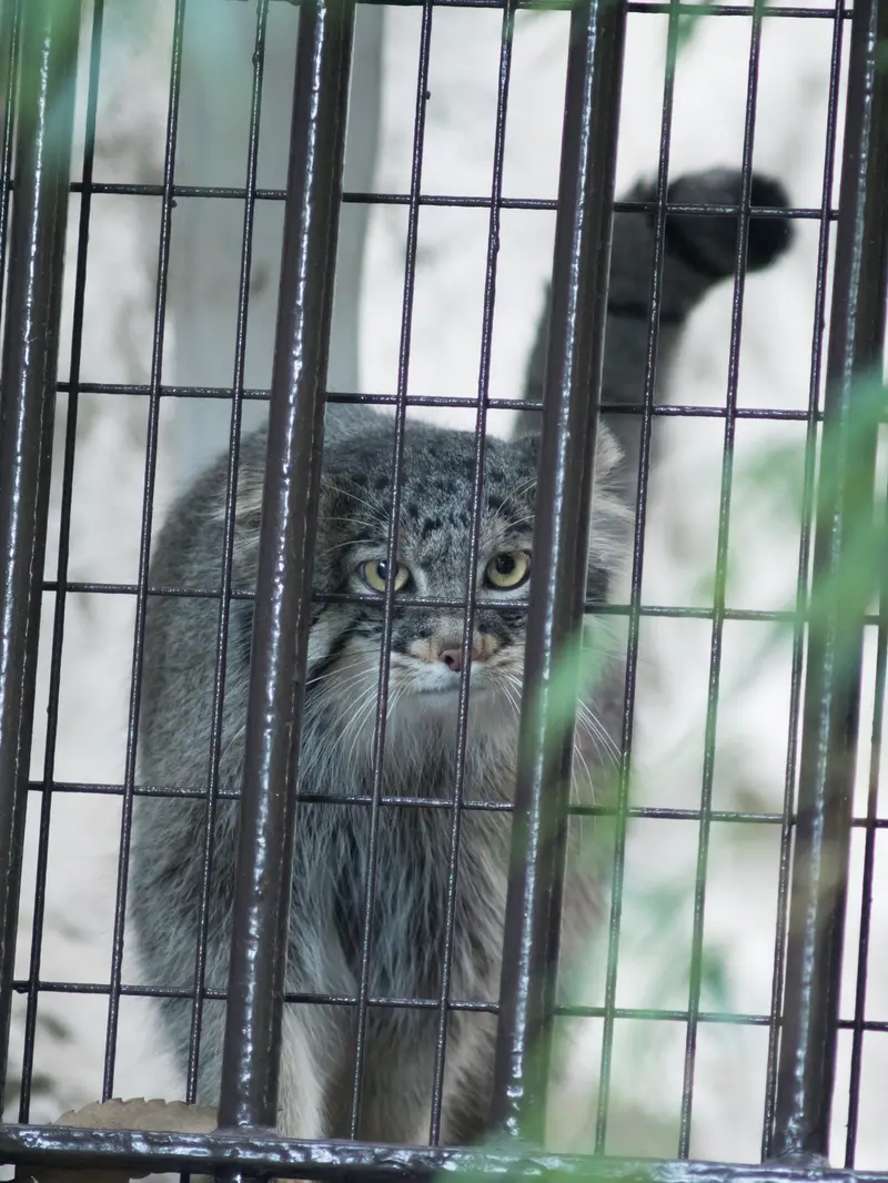A photograph of Figa in Nogeyama Zoo