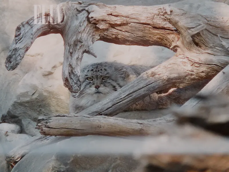 A photograph of Olaf in Calgary Zoo / Wilder Institute