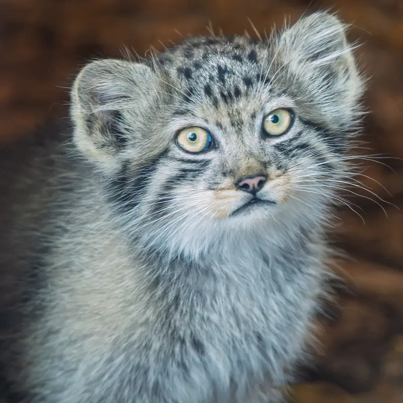A photograph of a Pallas's cat