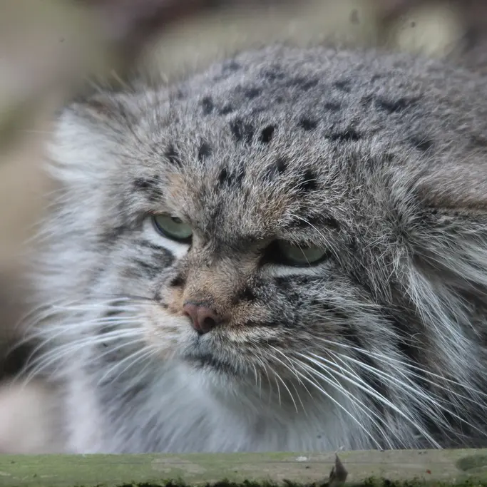 A photograph of Buck in Banham Zoo