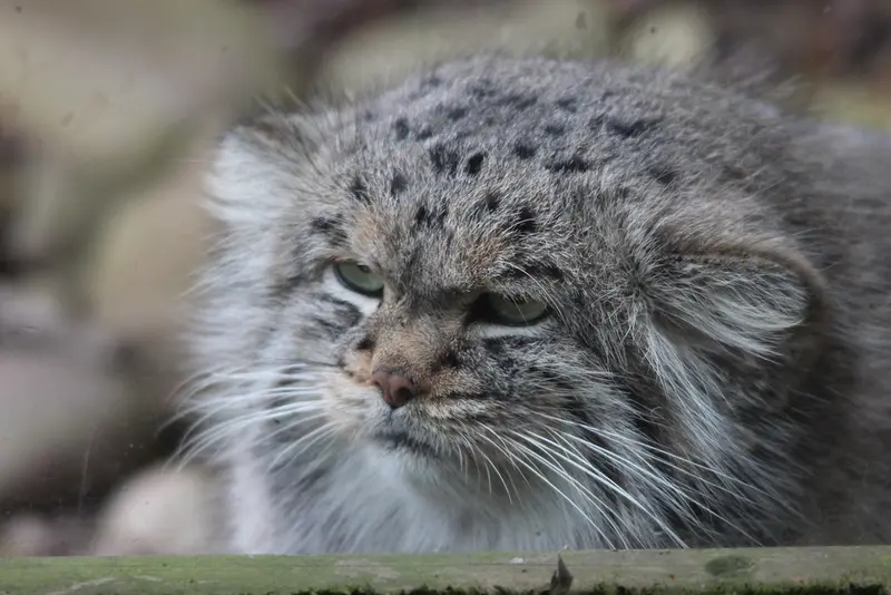 A photograph of Buck in Banham Zoo