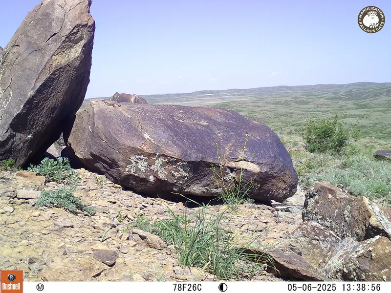 A photograph of a Pallas&#039;s cat from Koshkar camera trap