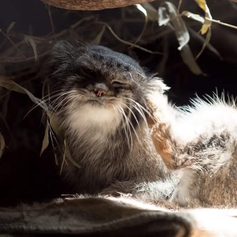 A photograph of Klyon in Ueno Zoological Gardens