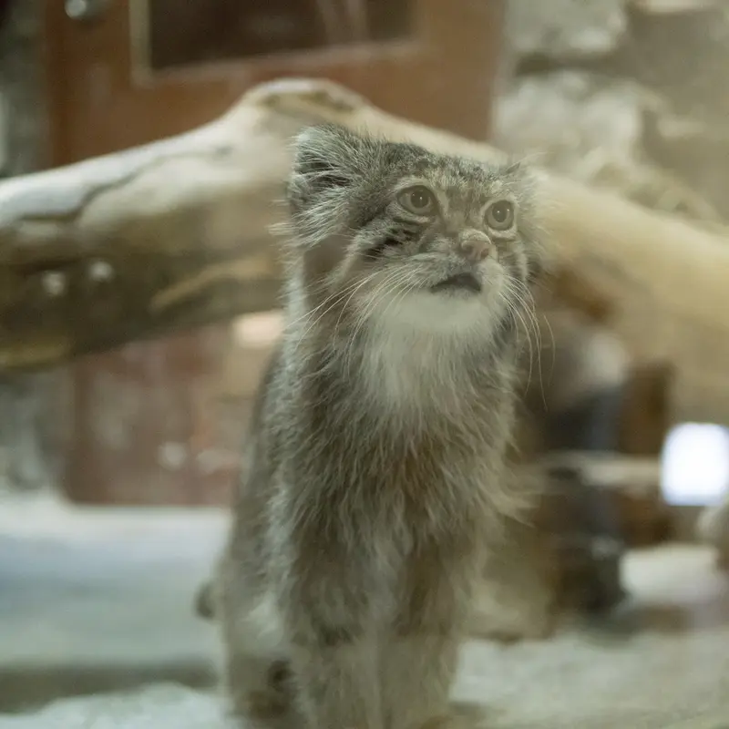 A photograph of Klyon in Ueno Zoological Gardens