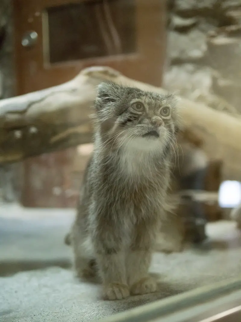 A photograph of Klyon in Ueno Zoological Gardens