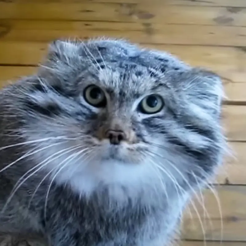 Synok the Pallas's cat from Leningrad zoo