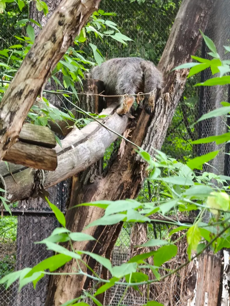 A photograph of a Pallas's cat