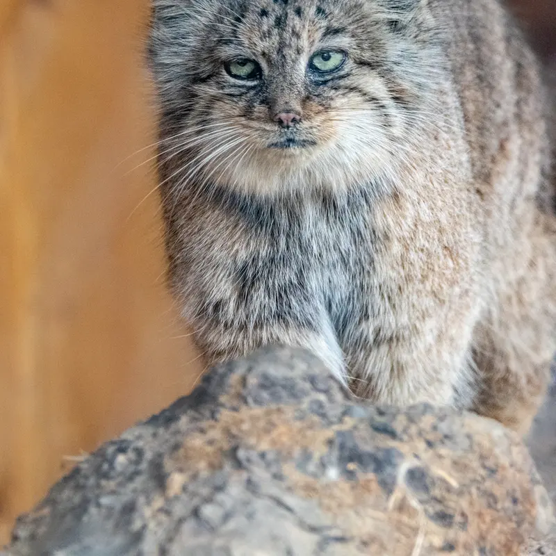 A photograph of Rgasha in Jihlava Zoo