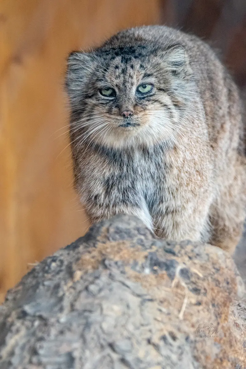 A photograph of Rgasha in Jihlava Zoo