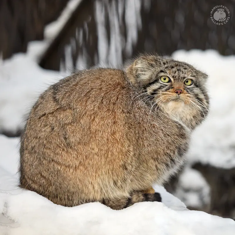 A photograph of Zosya in Novosibirsk Zoo