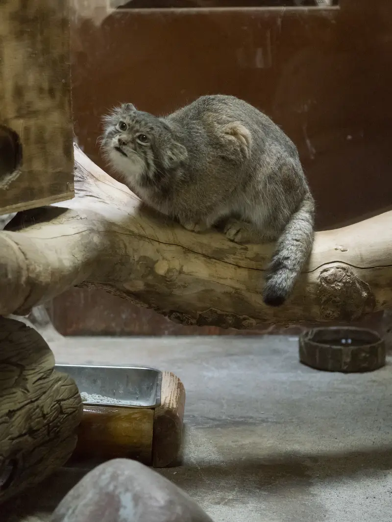 A photograph of Klyon in Ueno Zoological Gardens