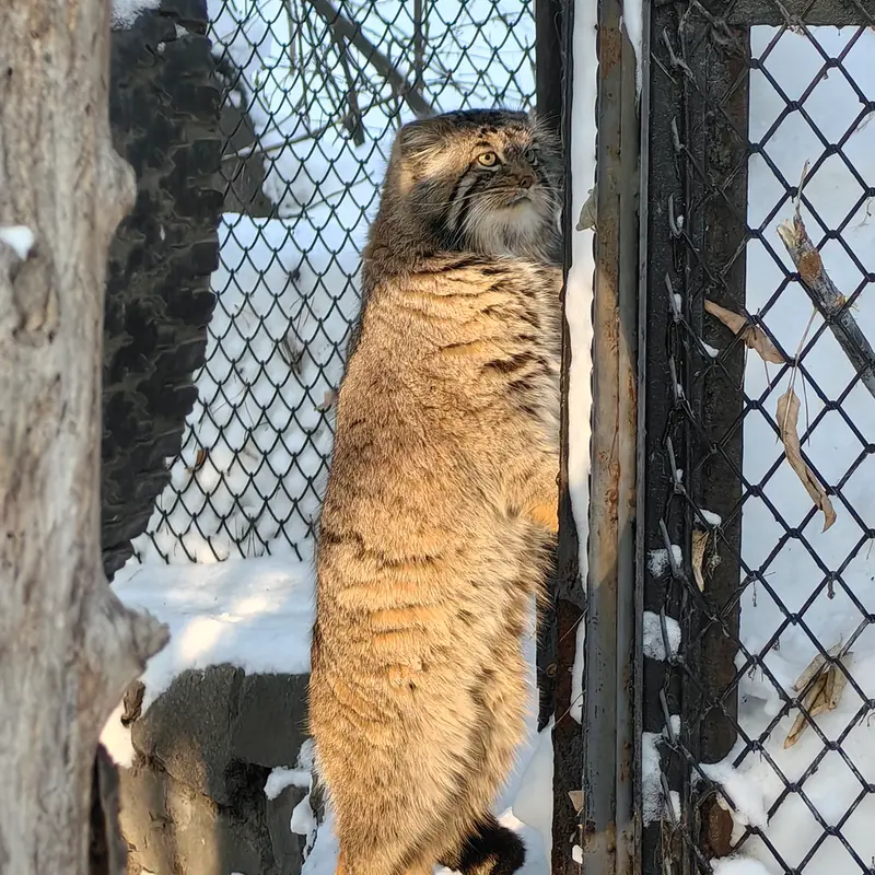 A photograph of Achi in Novosibirsk Zoo