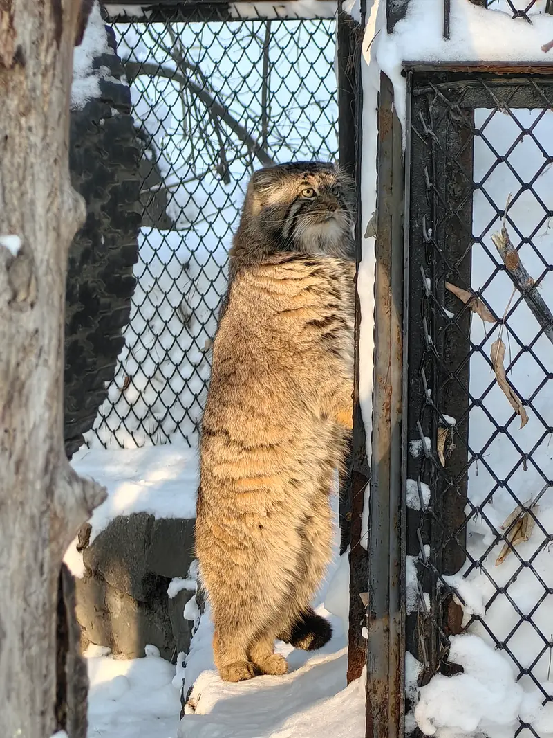 A photograph of Achi in Novosibirsk Zoo