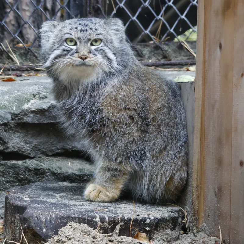 A photograph of Ruf in Novosibirsk Zoo