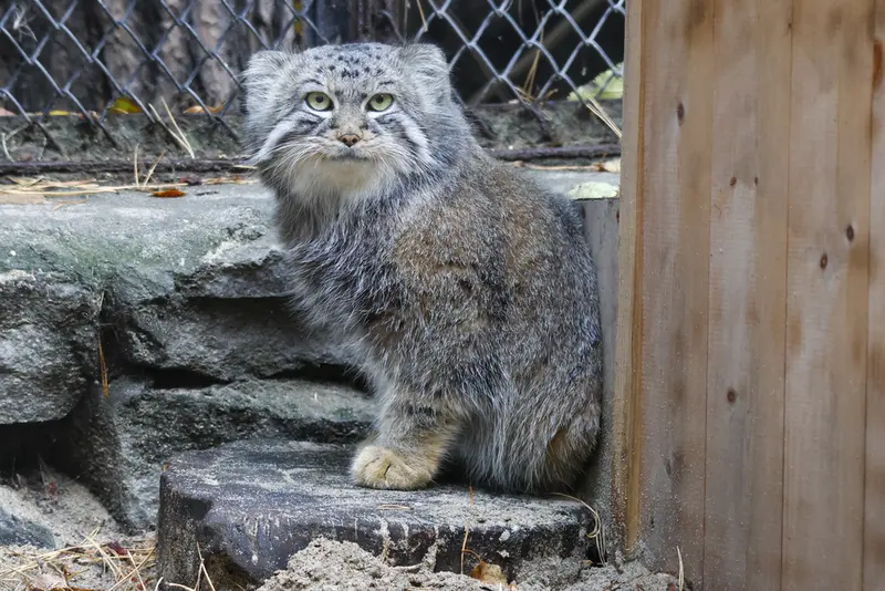 A photograph of Ruf in Novosibirsk Zoo