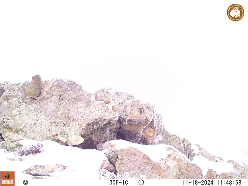 A photograph of Pika from Besshoky 1 camera trap